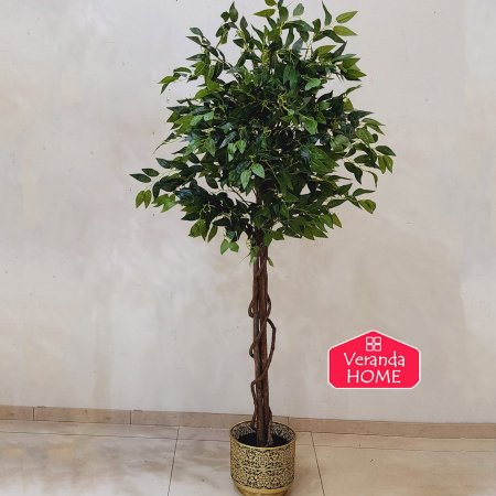 شجرة فيكوس Ficus طول 160 سم